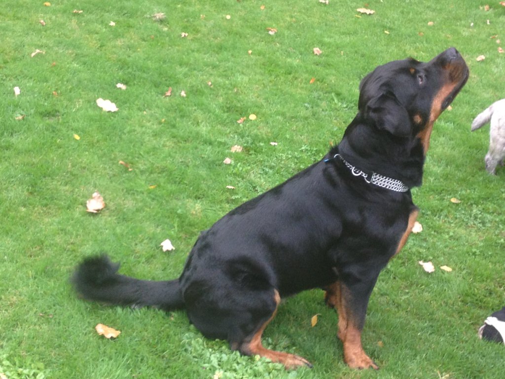 Femelle rottweiler  vendre